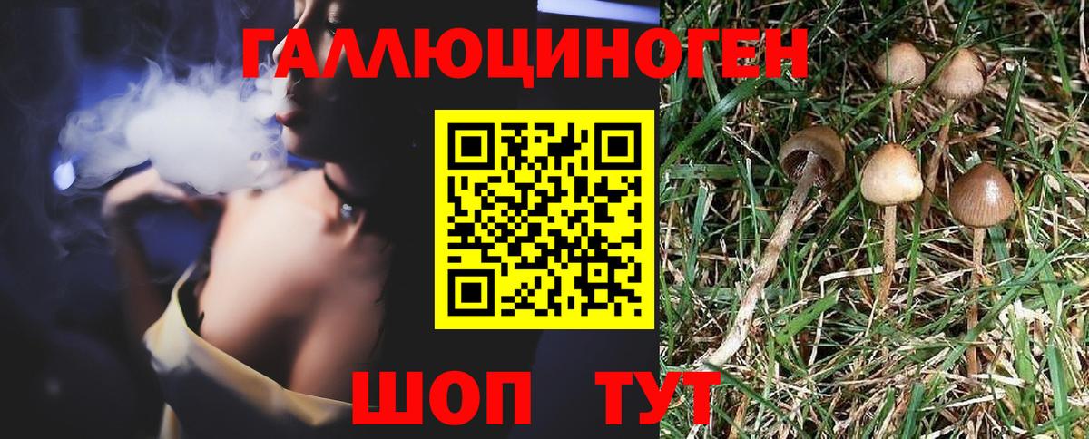 Псилоцибиновые грибы Cubensis Знаменск